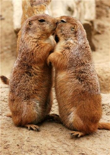 PRAIRIE DOGS KISSING GLOSSY POSTER PICTURE PHOTO cute animals funny prarie