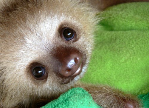 CUTE BABY SLOTH GLOSSY POSTER PICTURE PHOTO young infant funny nice sweet