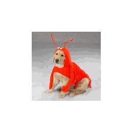Casual Canine Lobster Paws Dog Costume, X-Small (fits lengths up to 8″), Red-Orange