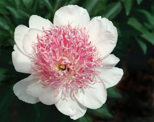 Miss Laughter Peony Flower Seeds 30 Seed Pack Easy Grow
