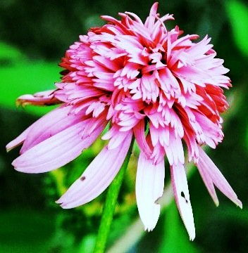 Playful Joy Coneflower Flower Seed Pack with Planting Instructions Echinacea Seeds