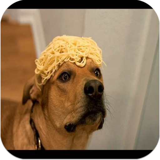 Dog Funny n Crazy Videos