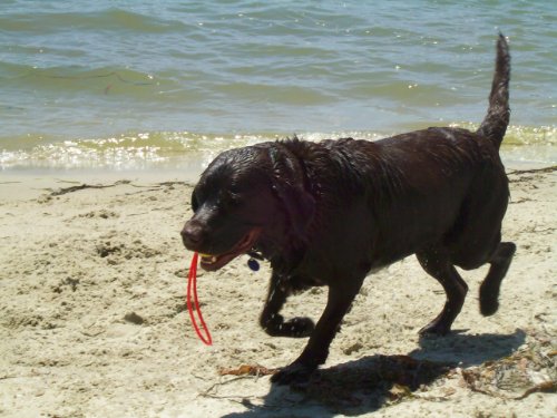 FLOATING SLINGSLOT HIGH BOUNCE BALL DOG TOY – PRO BALL GO-FRR – USA – ALL SIZES (Large)